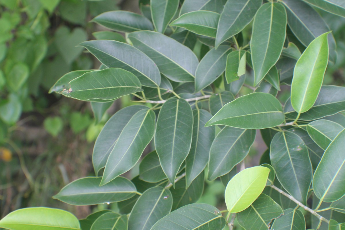 Ficus virens var. virens